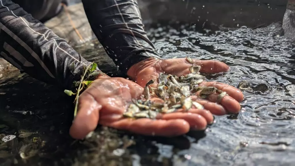 PISCICULTURA ][ SAF Piauí entrega 200 mil alevinos a agricultores